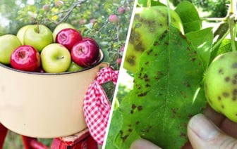 Эта болезнь может убить весь урожай яблонь и груш. Чем опрыскать весной, рассказали в Ботаническом саду Минска — Полезно