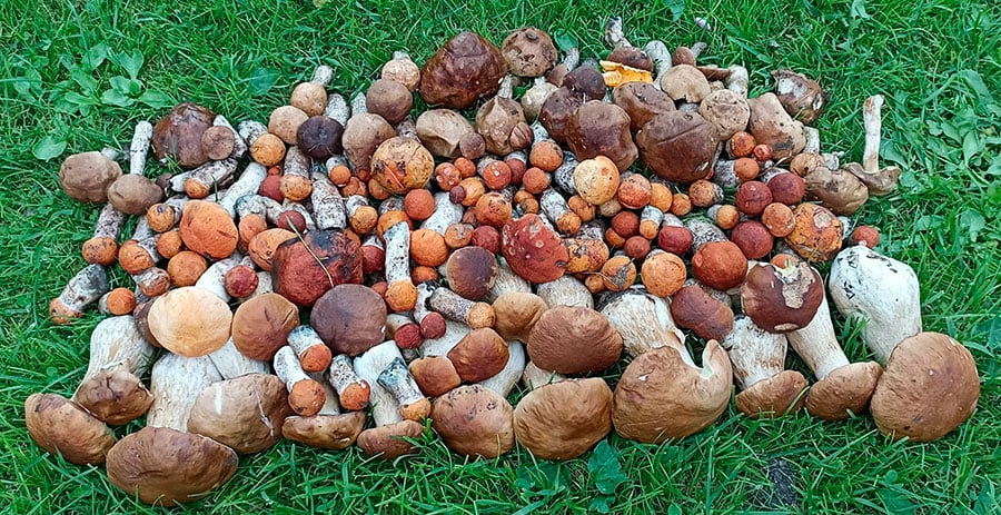 В Беларуси продолжается грибная лихорадка – вот новые фотозаявки на рекорд