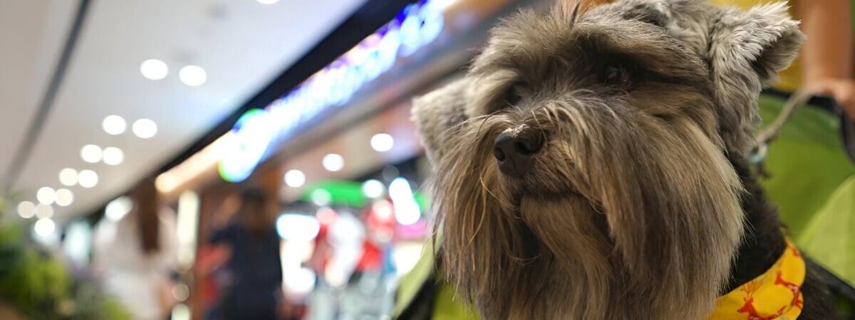 Когда белорусам все же можно заходить с собакой в магазин? Зоозащитница объяснила, как на самом деле работает новый закон — Полезно