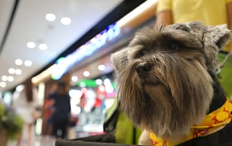 Когда белорусам все же можно заходить с собакой в магазин? Зоозащитница объяснила, как на самом деле работает новый закон — Полезно
