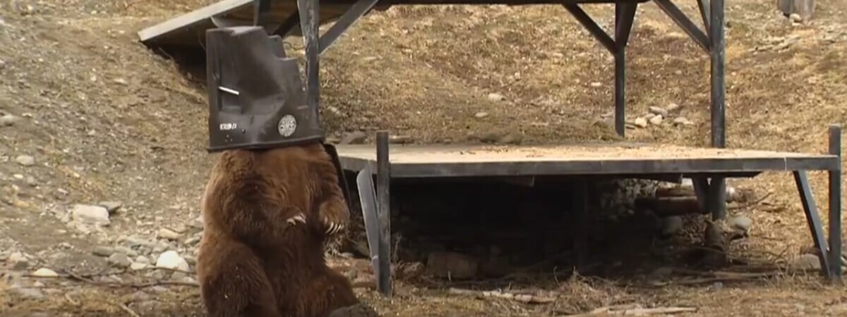 В зоопарке на Аляске показали, как тестируют мусорные баки с защитой от медведей — Видео