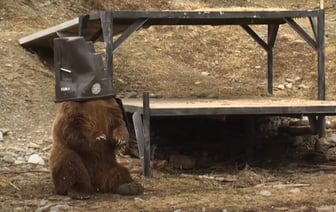 В зоопарке на Аляске показали, как тестируют мусорные баки с защитой от медведей — Видео