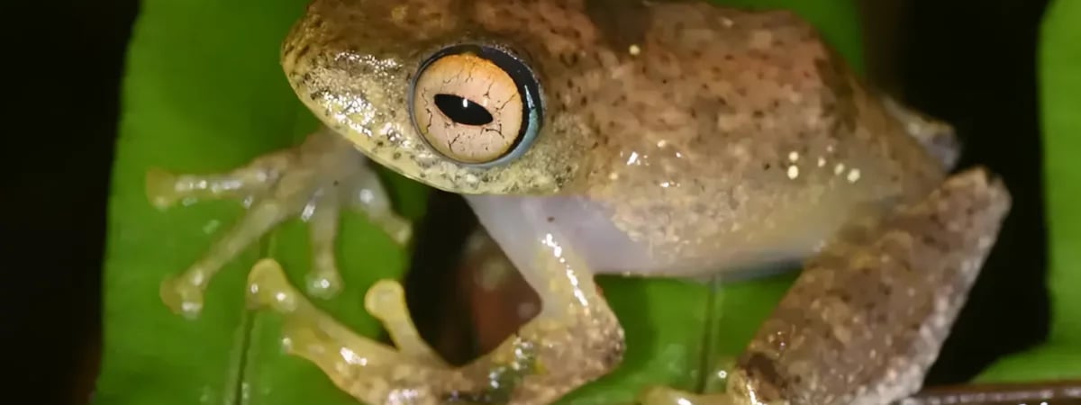 «Издают потусторонние звуки» — Учёные обнаружили 7 видов лягушек, которых назвали в честь фантастических героев — Фото