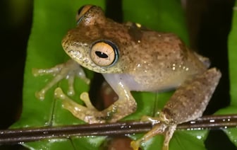 «Издают потусторонние звуки» — Учёные обнаружили 7 видов лягушек, которых назвали в честь фантастических героев — Фото