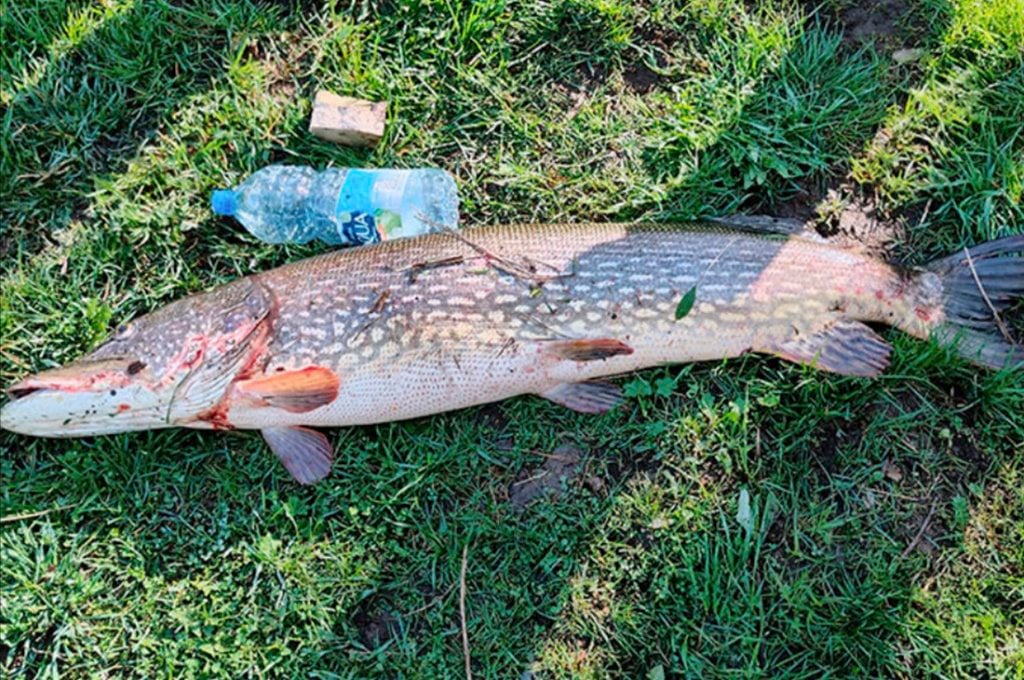 В Беларуси рыбак поймал большущую щуку. Узнали, тянет ли улов на рекорд