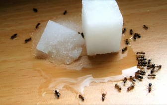 Как избавиться от муравьёв на кухне? Нашли 5 способов, которые точно помогут — Полезно