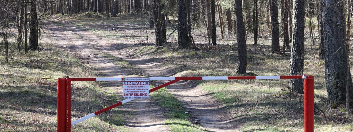 Минлесхоз Беларуси ввёл 14 ограничений на посещение леса. Где? — Фото