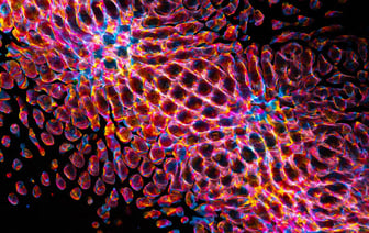 Владелицу ателье задержали за мемы с чёрным юмором и протесты 2020-го