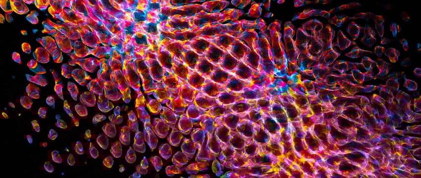 Владелицу ателье задержали за мемы с чёрным юмором и протесты 2020-го