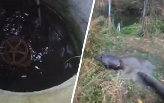 «Категорически отказывался слушаться» — В МЧС показали, как спасали бобра под Бешенковичами — Видео