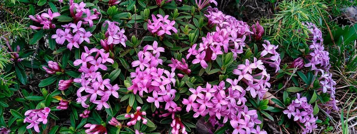 Белорусам посоветовали не трогать этот цветок в лесах. Чем опасен? — Полезно