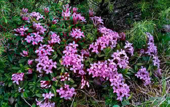 Белорусам посоветовали не трогать этот цветок в лесах. Чем опасен? — Полезно