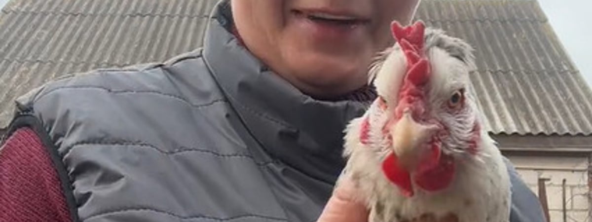 Видео из белорусской деревни о курах, несущих зеленые и голубые яйца, набрало полмиллиона просмотров — Видео