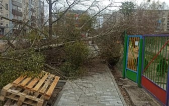 Упавшие деревья: последствия непогоды на Брестчине