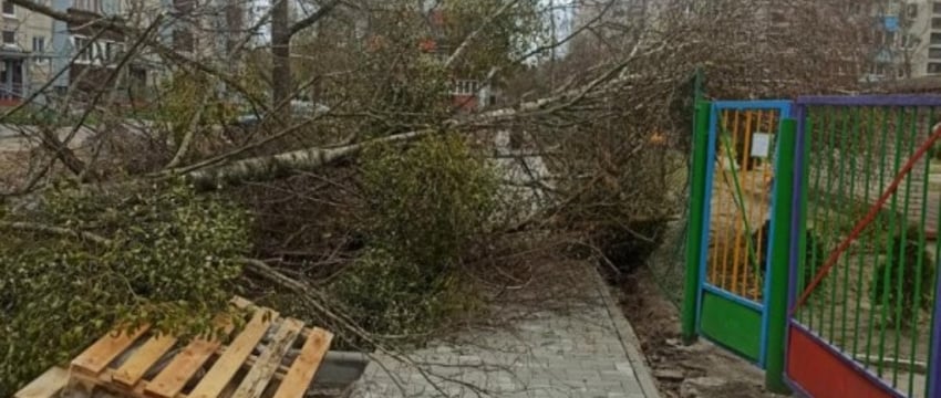 Упавшие деревья: последствия непогоды на Брестчине