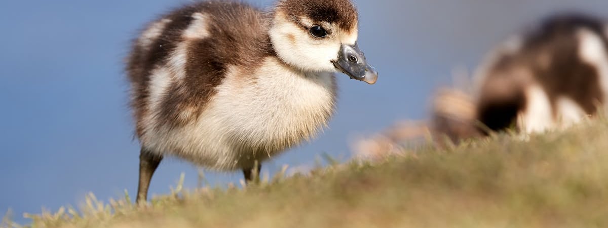 "Небольшой минус" в промышленности и сельском хозяйстве, а также рост инфляции озадачили Лукашенко