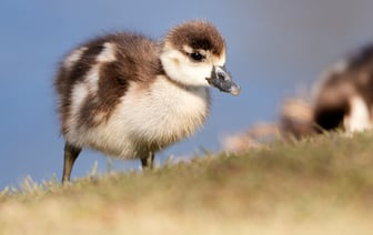 "Небольшой минус" в промышленности и сельском хозяйстве, а также рост инфляции озадачили Лукашенко