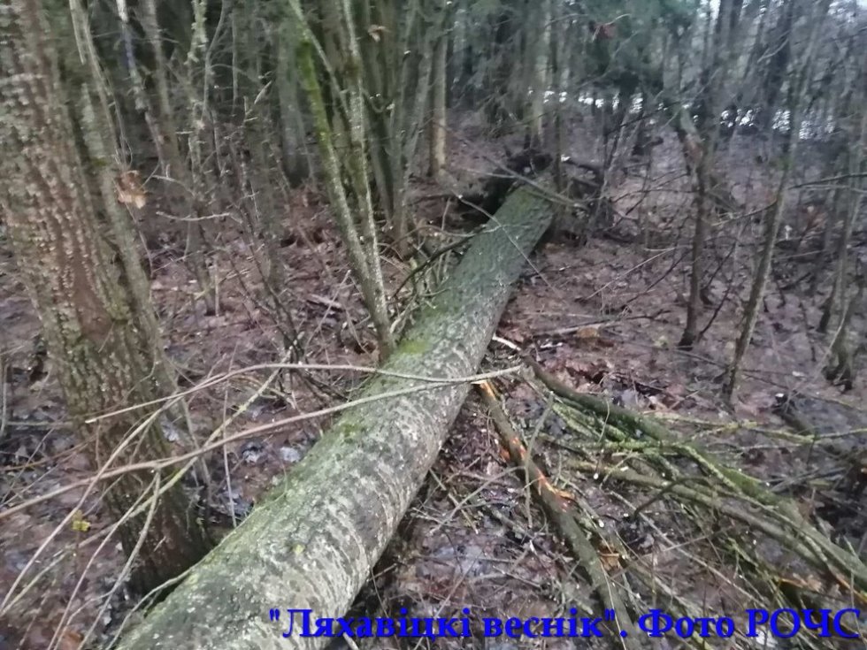 Дерево упало на проезжающий автомобиль под Ляховичами