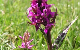 Открытие редкой орхидеи в Беловежской пуще