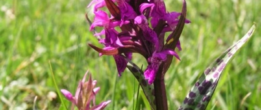 Открытие редкой орхидеи в Беловежской пуще