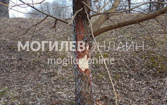 Помните, как в Могилеве на набережной Дубровенки поорудовали голодные бобры? Сейчас деревья от животных защитили металлической сеткой