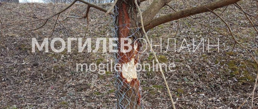 Помните, как в Могилеве на набережной Дубровенки поорудовали голодные бобры? Сейчас деревья от животных защитили металлической сеткой