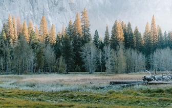 Приглашение на День открытых дверей в Полоцком лесном колледже