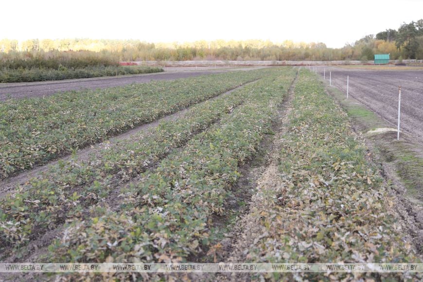 Лесхозы Брестской области заготовили около 9,6 тонны желудей