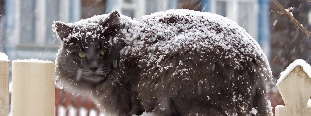 Белорусы поделились видео мартовского снега, а синоптики рассказали, когда вернётся весна и +15°С — Видео