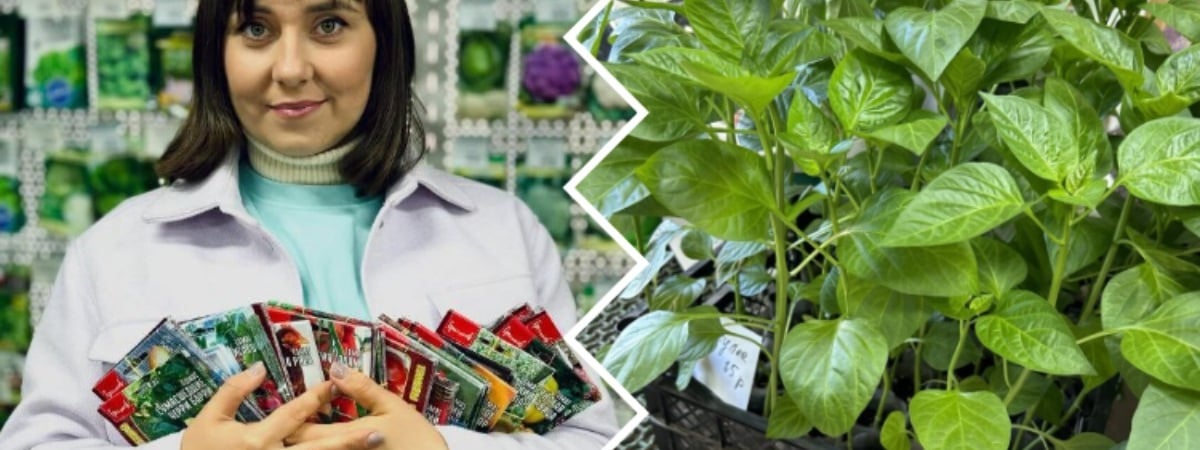 Замочите семена перца в этих настоях — и рассада вырастет крепкой. Садовод раскрыла формулу идеальной даты посева — Полезно