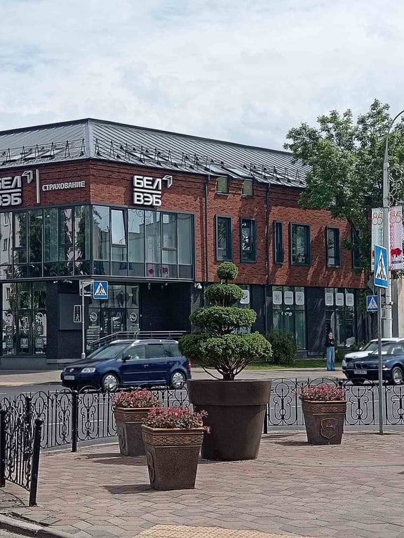 В Бресте установлены новые модули с растениями топиарных форм: ель канадская и туя западная