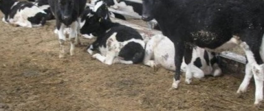 В Беларуси продавали «на мясо» туши из скотомогильников