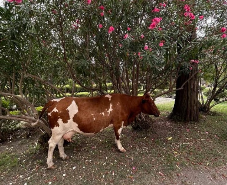 250 долларов на человека: блогер из Берёзы о поездке в Абхазию