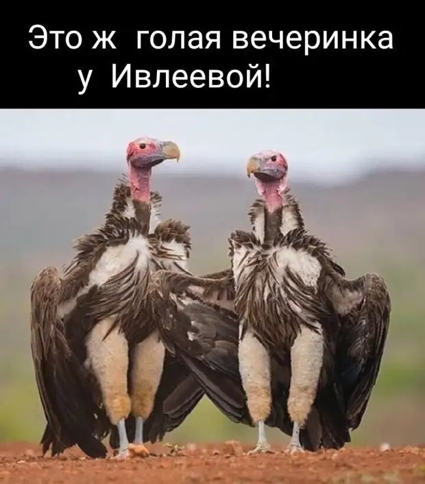 Новые мемы о почти голой вечеринке Ивлеевой