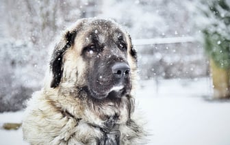 Хозяин потерянной в Пинске овчарки нашёлся
