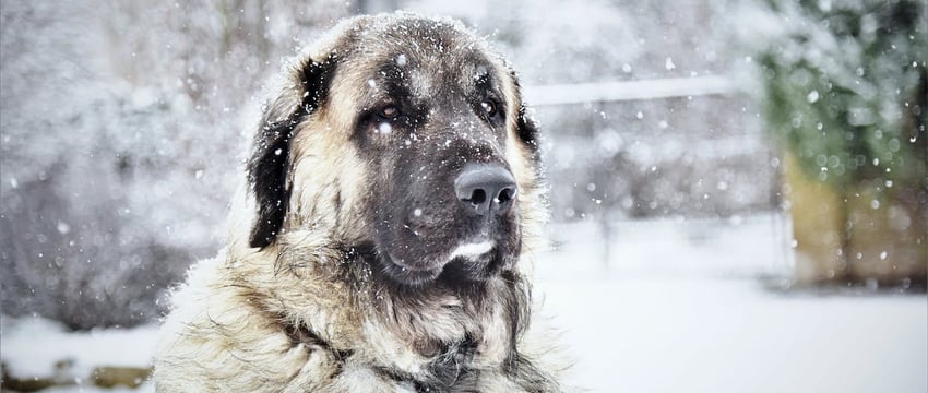 Хозяин потерянной в Пинске овчарки нашёлся
