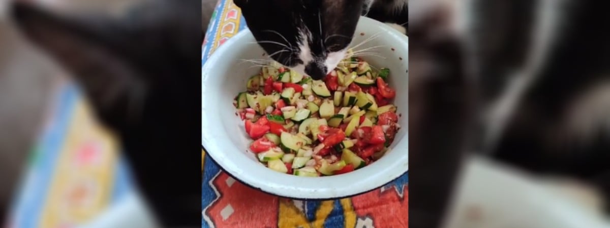 «Там же ж цыбуля!» — Кот-веган рассмешил сотни пользователей TikTok — Полезно