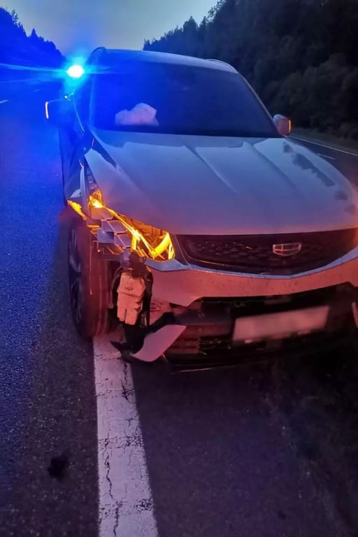 На М1 сбили медведя