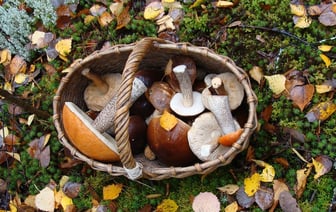 На севере Витебской области начали ограничивать посещение лесов