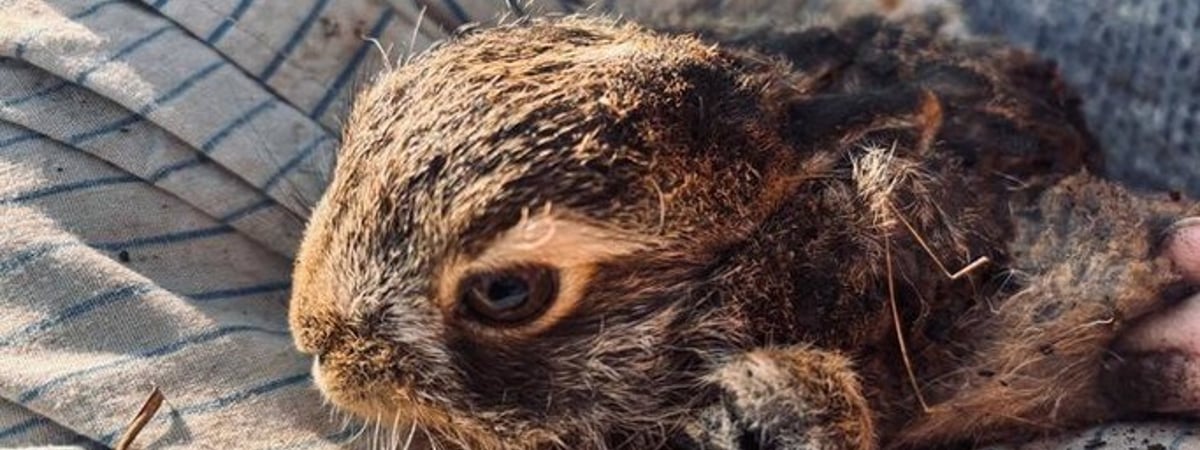 Беларуска спасла зайчонка из горящей травы (видео)