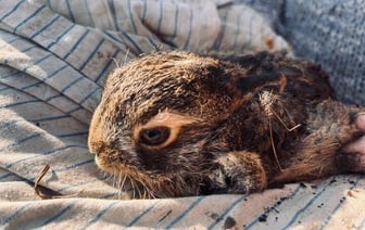 Беларуска спасла зайчонка из горящей травы (видео)