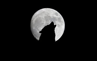 Дан приказ стрелять на поражение — зоозащитники выступают в оборону зверя из Витебска