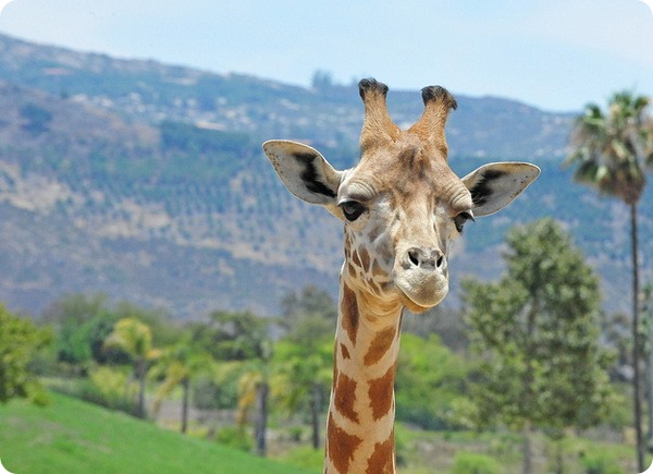 Сколько длится самая длинная беременность у животных