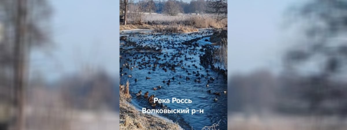«Клондайк для охотников» — В TikTok показали нашествие уток на Гродненщине — Видео