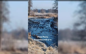 «Клондайк для охотников» — В TikTok показали нашествие уток на Гродненщине — Видео