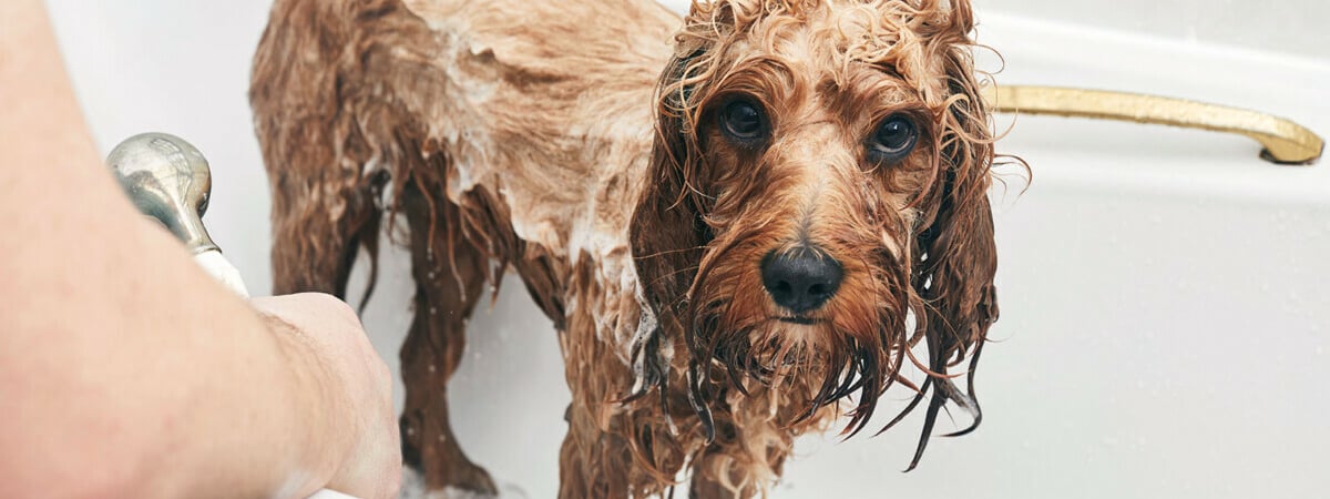Почему мокрые собаки воняют? Узнали, можно ли избавится от неприятного запаха — Полезно