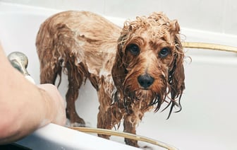 Почему мокрые собаки воняют? Узнали, можно ли избавится от неприятного запаха — Полезно