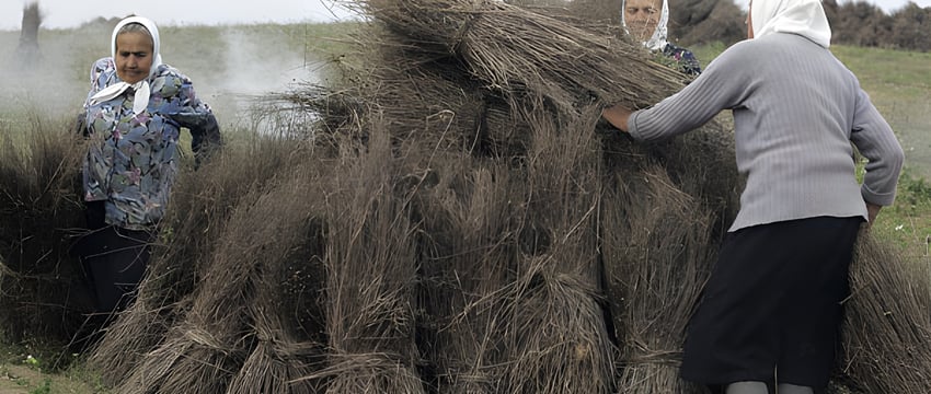 Сразу 14 млн. долларов США хочет потратить Оршанский льнокомбинат на новое оборудование