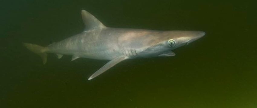 "В Бразилии обнаружены 'кокаиновые акулы', ученые не уверены, где они добывают наркотик"