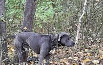 В Бресте хозяева привязали собаку к дереву и бросили умирать